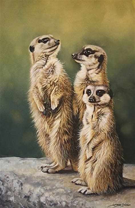 197 Best Images About Meerkats Galore On Pinterest