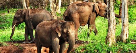 Bandipur National Park Discover The Best Of Indias Wildlife