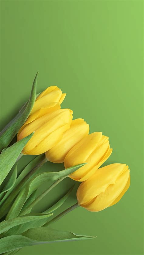 3840x2160px 4k Free Download Yellow Tulips Flower Flowers Siempre