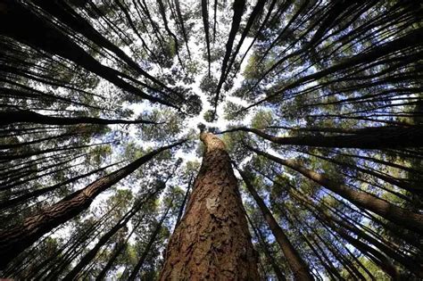 Hutan Pinus Mangunan Jogja Tiket Masuk Lokasi Dan Fasilitas