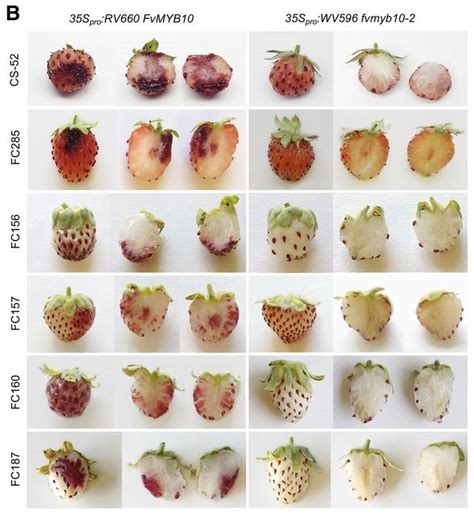 Plantae Allelic Variation Of Myb10 Controls Natural Variation In Skin