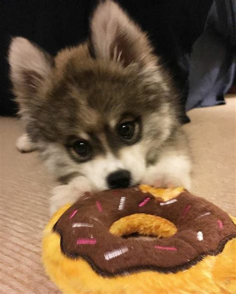 The average price for a pomeranian is the average price for a pomeranian is between $500 and $1,500. This Husky-Pomeranian Puppy Is Taking Instagram By Storm ...