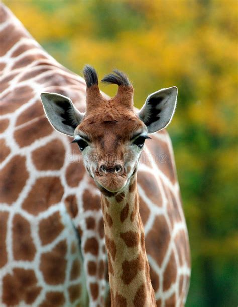 Cute Baby Giraffe Stock Image Image Of Spots Humor