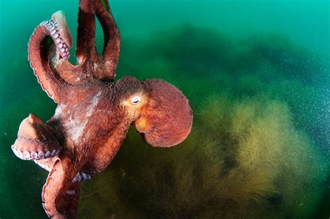 Eight Little Facts About The Giant Pacific Octopus Wwfca