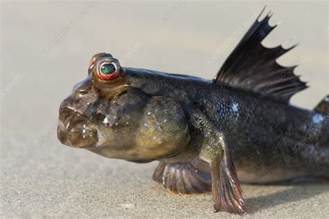 West African Mudskipper Stock Image C0495600 Science Photo Library