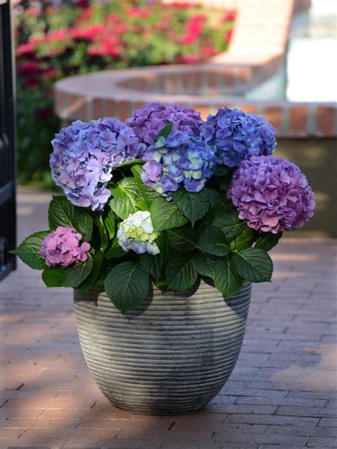 34 Shade Loving Container Plants Front Porch Plant Ideas Hgtv