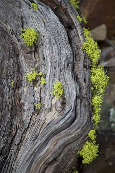 Pin By Jack Hash On Moss Bark And Stones Nature Mother