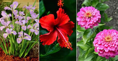 6 Most Popular Seasonal Flowers You Can Grow Now In India