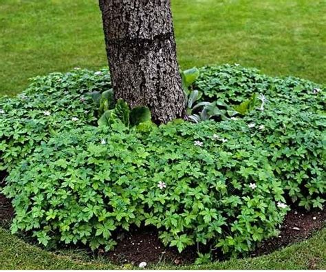 Good Ground Cover Under Trees Ground Cover Good