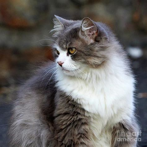 list 97 pictures long haired cat grooming before and after stunning 10 2023