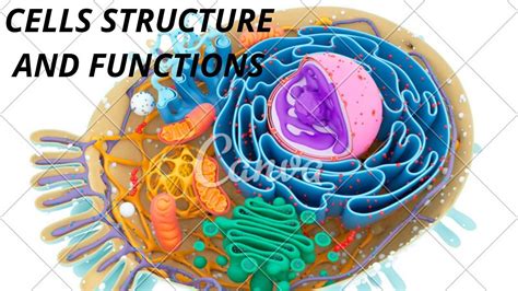 Cell Structure And Functions Biology Class 8 Chapter 8 Cordova