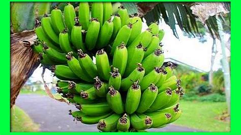 How To Grow Banana Tree At Home Growing Bananas At Home Youtube