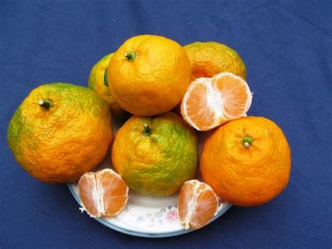 Brown Select Satsuma Tangerine Tree — Just Fruits and Exotics