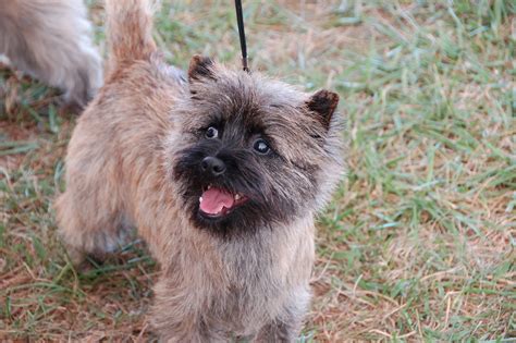 cairn terrier information dog breeds  thepetowners