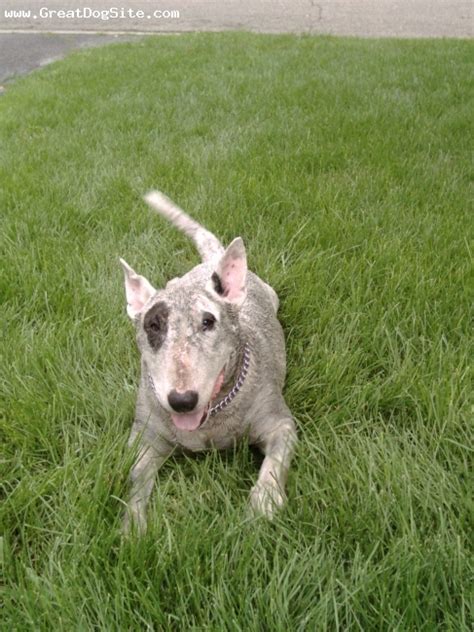 A Photo Of A 9 Old White Bull Terrier Spot After A Dip