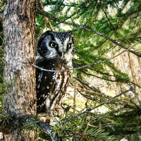 Alaskan Boreal Owl Spotted In The Woods Rsuperbowl