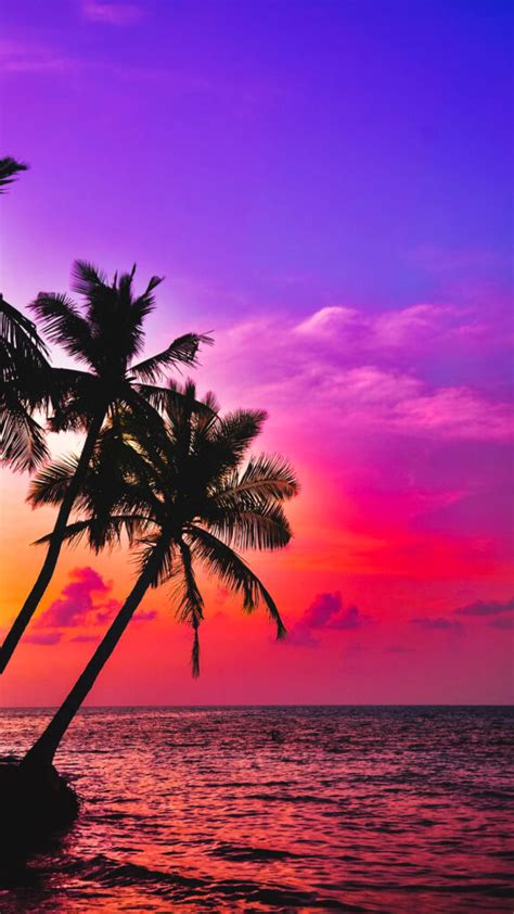 Palm Tree Sunset Sea Landscape Wallpaper Fisoloji