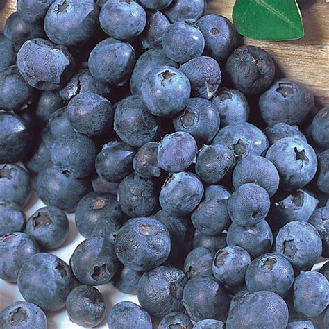 Northcountry Blueberry The Same Exceptional Flavor Of A Wild Blueberry