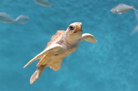Loggerhead Sea Turtle Wonderful World Of Fish