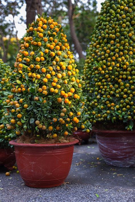 Tet Kumquat Trees Vietnam In 2021 Kumquat Tree Dwarf Fruit Trees