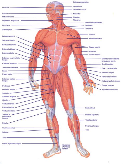 The muscular system consists of various types of muscle that each play a crucial role in the function of the body. muscles of the body blank diagram - ModernHeal.com