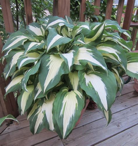 Christmas Hosta Growing Beautifully In A Container On Our Deck