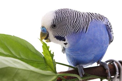 Blue Parakeets A Complete Guide Before You Get One Embora Pets