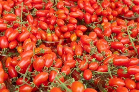 Date Cherry Tomatoes Stock Image Image Of Green Pile 30922529