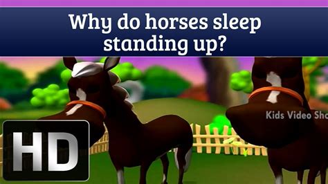 Why Do Horses Sleep Standing Up Interesting Facts Of