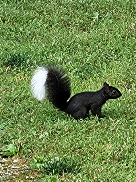 Skunk Squirrel What Is This Critter Seen In Ohio