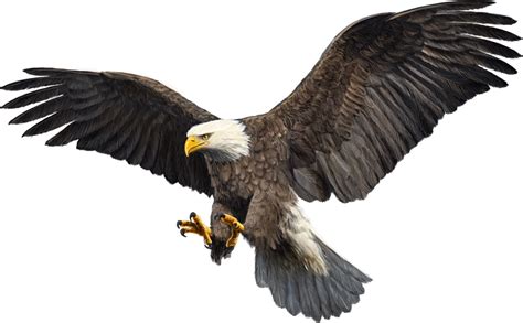 We did not find results for: Imagens PNG Águias (Eagles PNG) | Imagens para photoshop