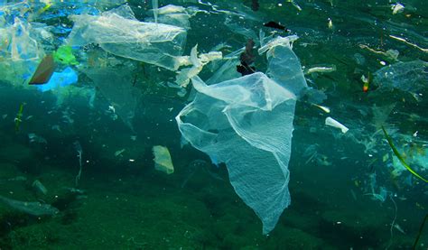 Plásticos Biodegradables No Se Degradan