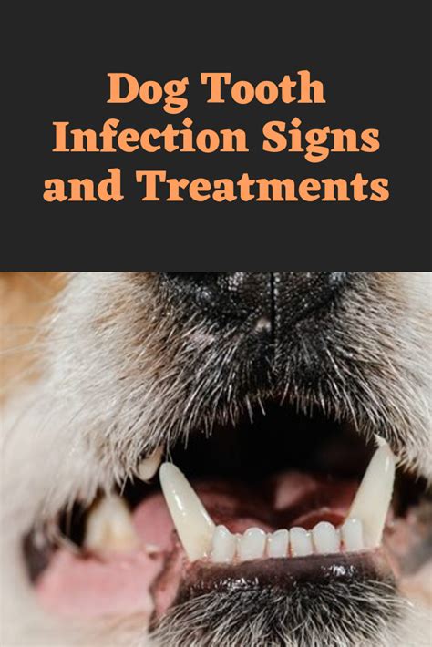 How Do You Treat An Abscess On A Dogs Tooth