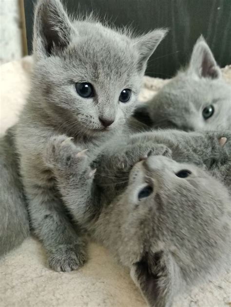 Cats & kittens in australia. Russian Blue kitten for sales in 2020 | Russian blue ...