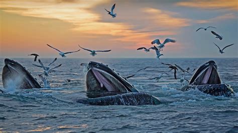 Bing Image Whale Hello There Bing Wallpaper Gallery