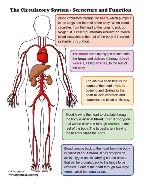 Circulatory System Organs And Functions