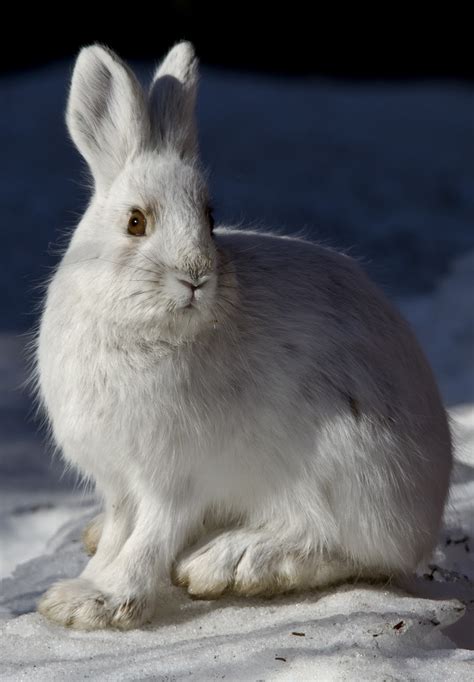 Picture Of A Snowshoe Hare About Wild Animals