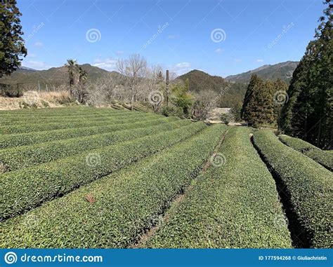 Green Tea Plantation Japan Stock Photo Image Of Japan Ready 177594268