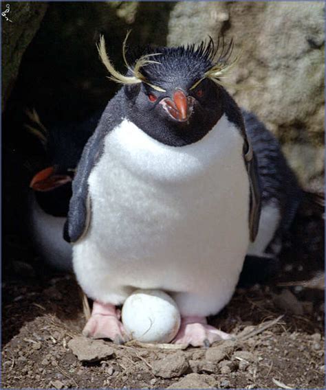 Pin By Jan Garris On Penguins Rockhopper Penguin Penguins Penguin Egg