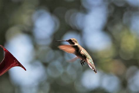 Hummingbird In Flight Free Stock Photo Public Domain Pictures