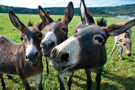 The Lowdown On Donkeys And Mules Animals Grit Magazine