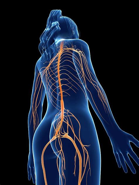 Human Nervous System Photograph By Sebastian Kaulitzki Pixels