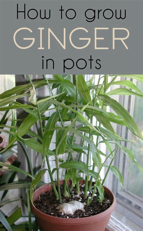 Learn How To Grow Ginger In Pots Growing Ginger Indoors Growing Vegetables Indoors Growing