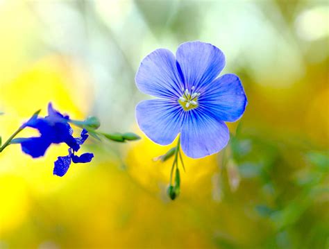 Blue Flax Flower By Monkeystyle3000 On Deviantart