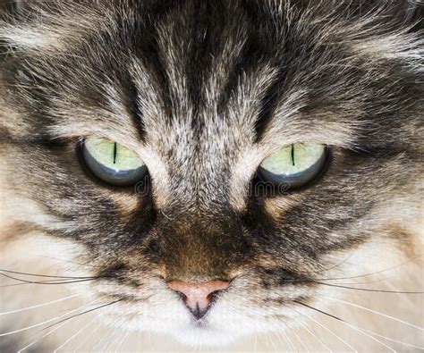 Adorable Siberian Cat Eyes Long Haired Hypoallergenic