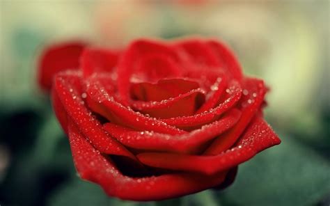 Water Drops On Red Rose Wallpaper