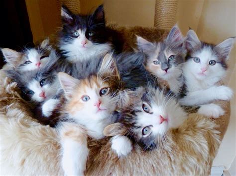 Pretty kitties | Kitten breeds, Norwegian forest kittens, Cutest kitten breeds