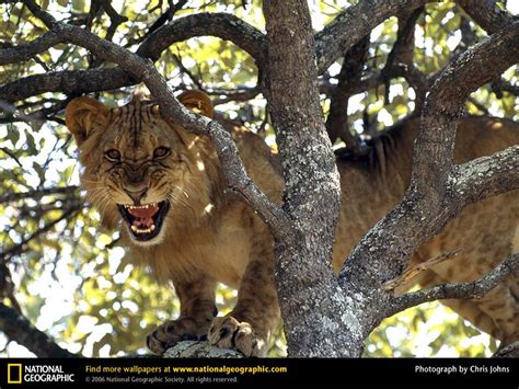 木の上で吼えるメスのアフリカライオン ナショナル ジオグラフィック日本版サイト