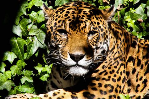 Where To Find Incredible Native Animals In Brazil