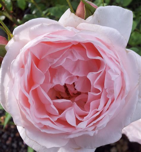 Heritage David Austin Rose